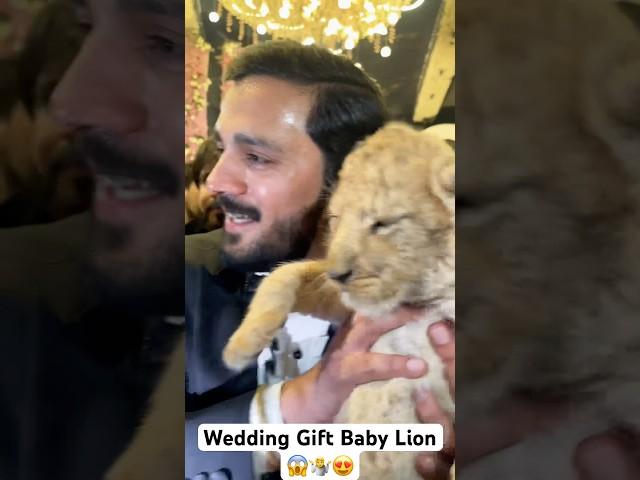 Wedding Gift Baby Lion Rajab’s Family  #viralvideo #youtubeshorts #shortsfeed #shorts