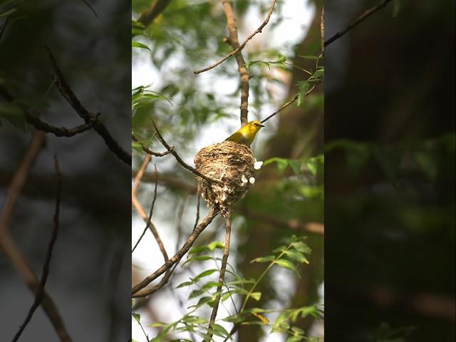 Oriental White-Eye Investigates Intriguing Nest of the IPFC!