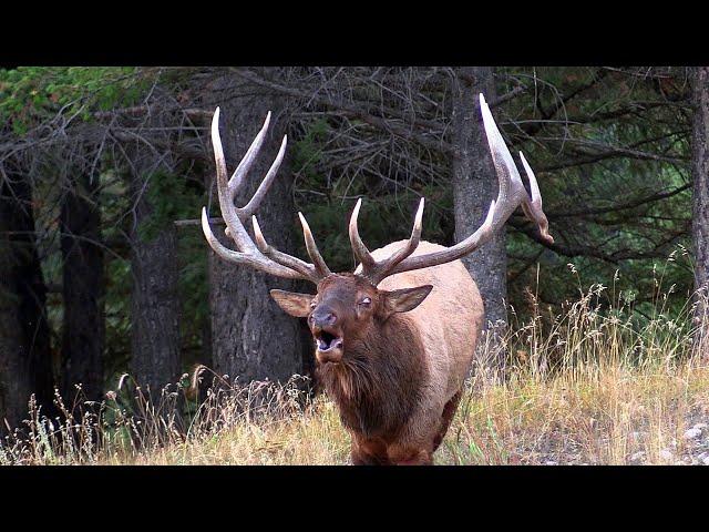 Largest Elk Bull herding His Harem During the Rut