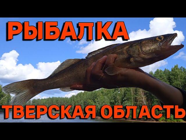 РЫБАЛКА в Тверской области. Отдых с палатками. Красивые места! Рыбалка 2024. Река Молога.Часть 1