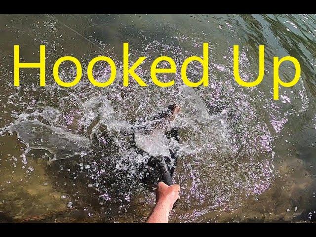 Catching a Apex Predator #fish #outdoors #river #fishing #browntrout #trout #jigging