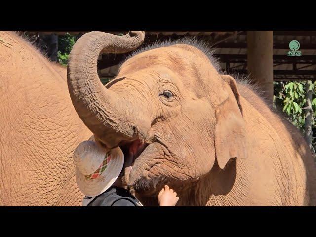 Human & Elephant Bond - ElephantNews