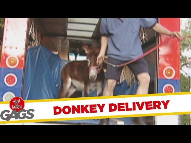 Throwback Thursday - Donkey Delivery Prank