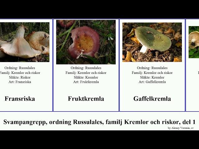 Svampangrepp, ordning Russulales, familj Kremlor och riskor, del 1 kremla fungus riska Blek Grön