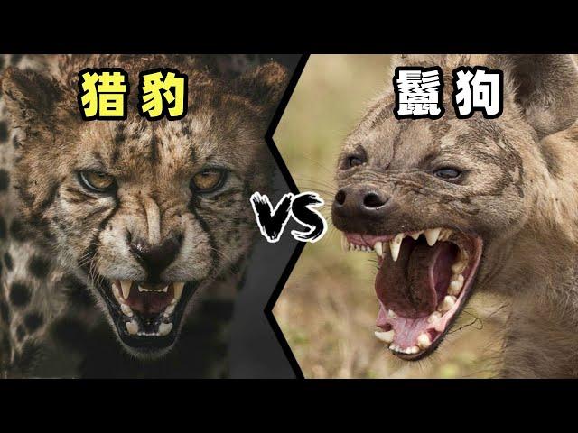 猎豹vs鬣狗，若猫科老五与肛肠科主任单挑，谁会笑到最后呢？