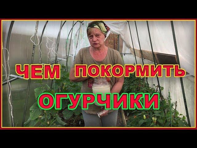 Чем подкормить огурцы.  Дрожжевая подкормка.