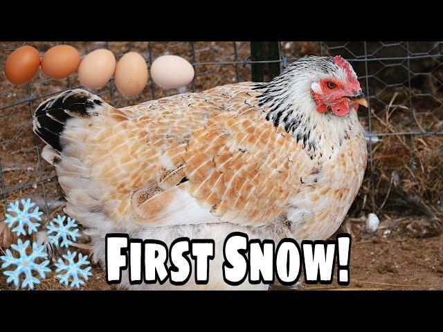 Egg Production is Back! + First Snow of Winter