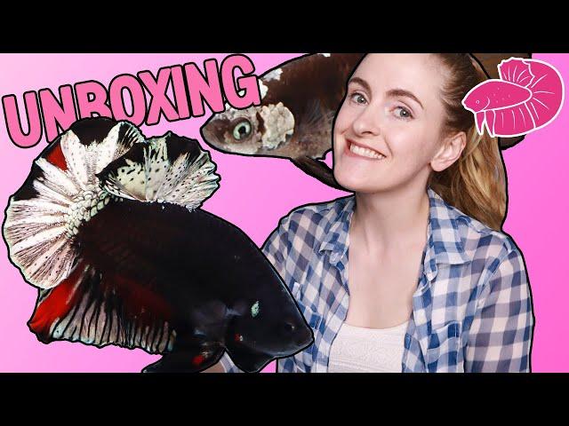 Betta Fish Unboxing! Black Stars and Tancho Bettas