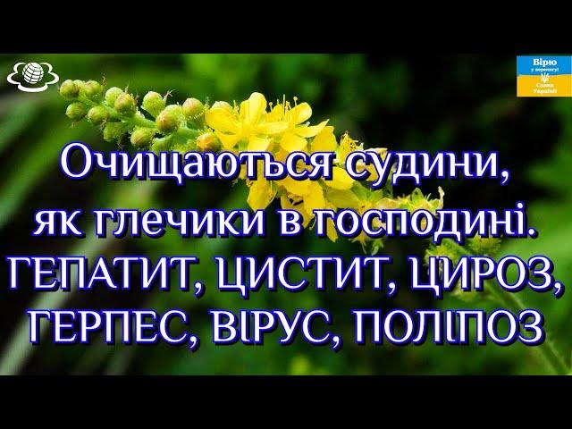 Очищаються судини, як глечики в господині. ГЕПАТИТ, ЦИСТИТ, ЦИРОЗ, ГЕРПЕС, ВІРУС, ПОЛІПОЗ