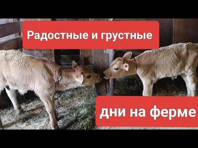 Очень сложный отел!Борьба за жизнь коровы! #деревня #двойня #жизньнаферме