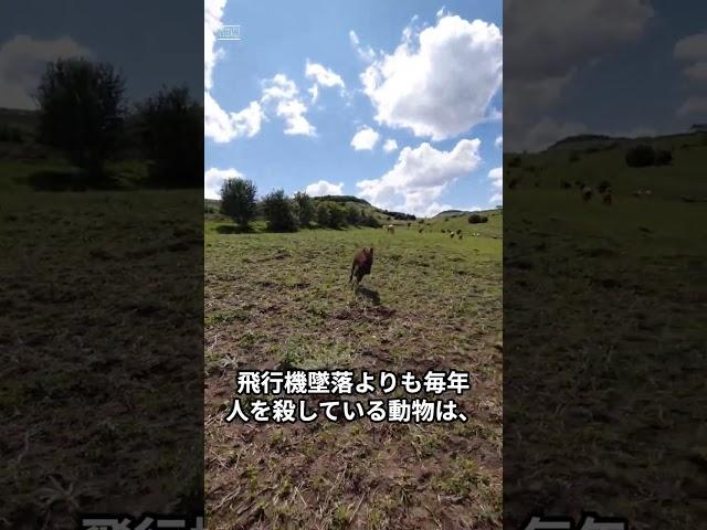 ロバに関する　へぇ〜 #どうでもいい雑学 #trivia  #shorts