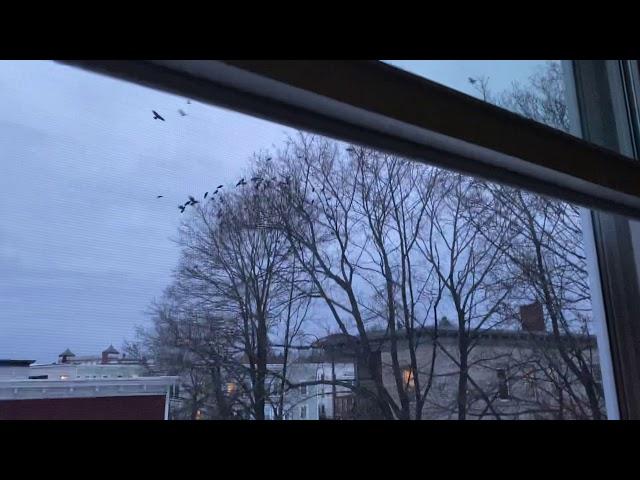 How to get rid of annoying crows waking you up in the morning. Life hack!