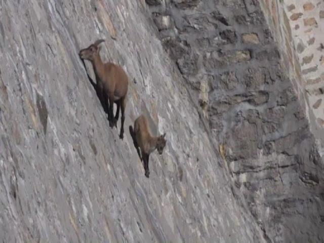 El insólito paseo de dos cabras en Italia