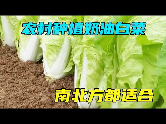 Cream cabbage grown in rural areas, 3 yuan 1 catty, don't miss it this year if you understand it