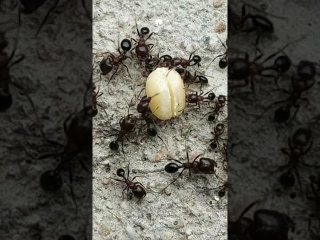 Ants taking food to there home #Padma Gopu #Subscribe #Like #Share