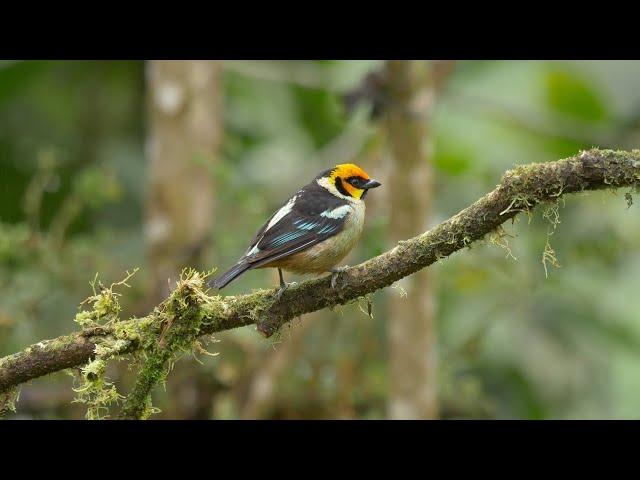 Birding in Ecuador: The Andes to the Amazon in 2016 Part One - The West Slope