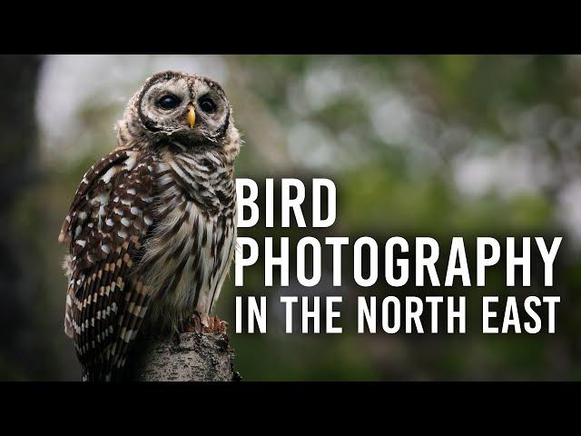 The Art of Bird Photography: Why it Matters