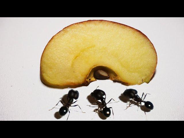 Apple Timelapse - Ants Eating Timelapse