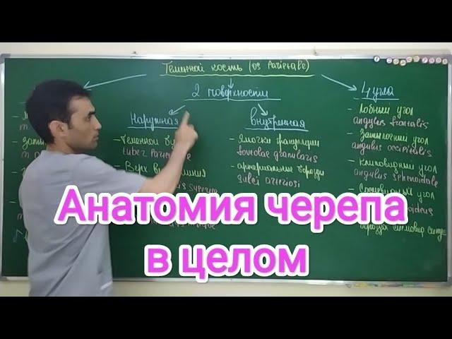 Анатомия 2 лекция. Черепа в целом. general anatomy of the skull