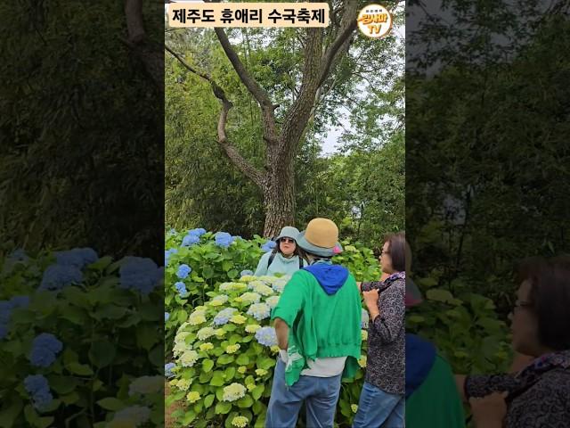 제주도 휴애리 #수국축제