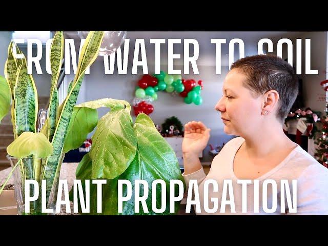 How to Propagate Indoor House Plants: A Beginner's Guide