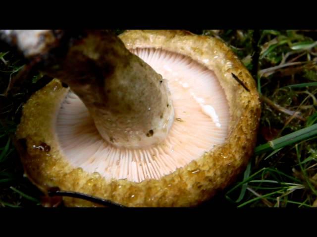 Lactarius turpis, bleeding white peppery latex