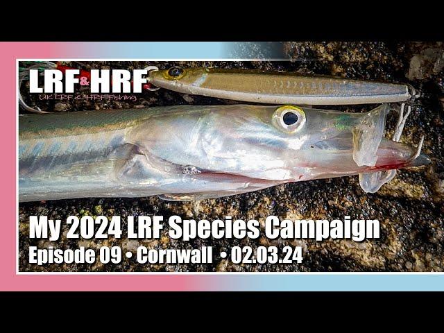 Episode 09: My 2024 LRF Species Hunt - Cornwall