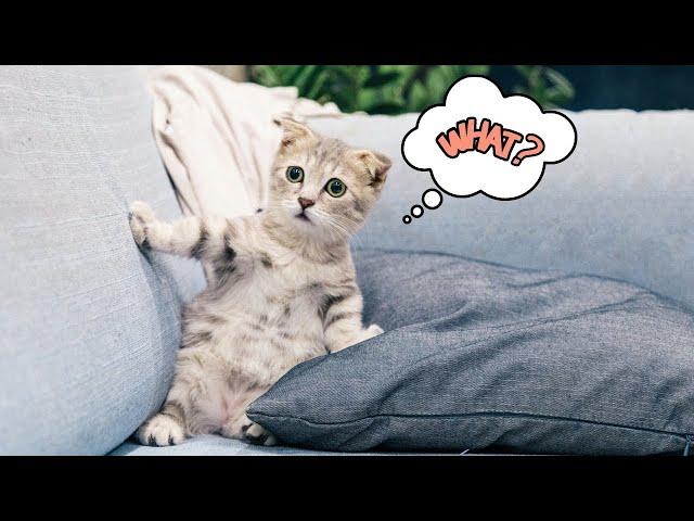 Top 10 Funniest Cat Videos of the week.