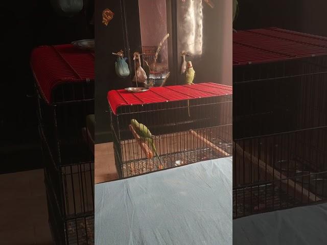 Talking Parrots || @AYESHAALIvlogs0 || Ayesha Ka Jahan