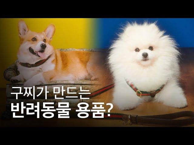 구찌가 만드는 반려동물 용품은? #shorts