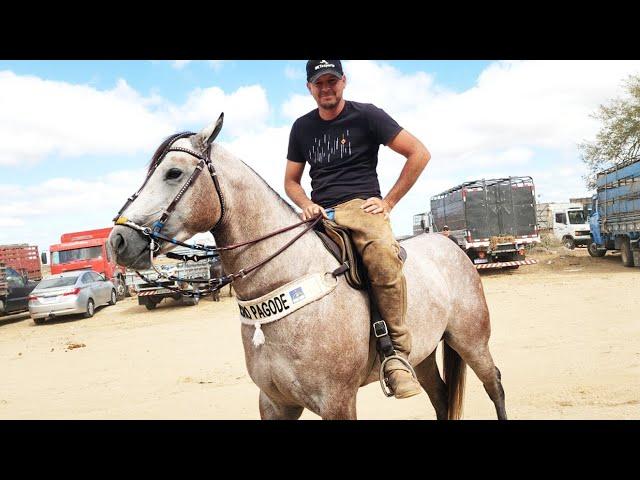 FEIRA DE CAVALOS EM CACHOEIRINHA-PE  14-11-2024 #nordeste