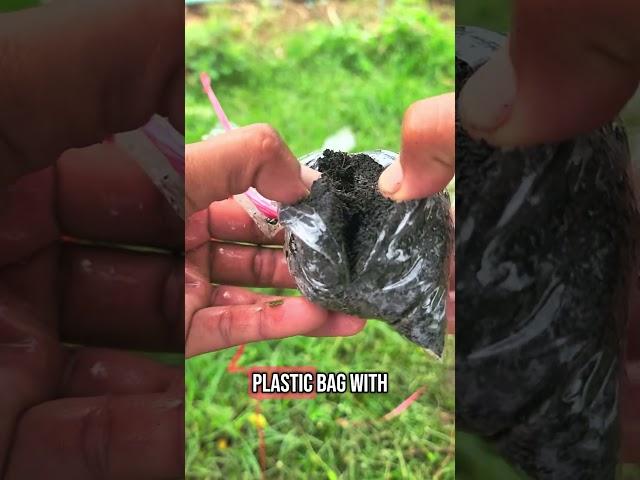 How to Propagate Lime Trees Using Air Layering | No Seeds Needed! 