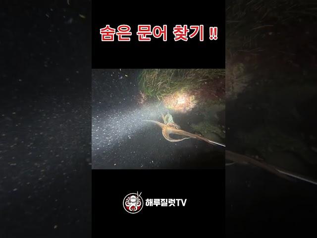 숨은 문어를 찾아라!!! #shorts  #대왕문어#피문어#octopus#해루질