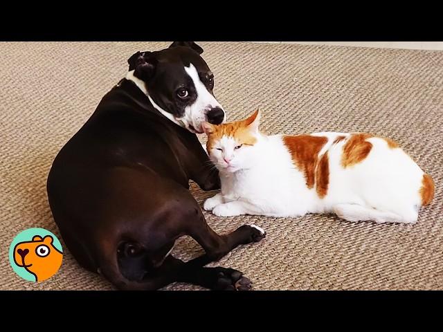 Giant Pitty Finds Stray Cat Under Car, Now They’re BFF’s | Cuddle Buddies