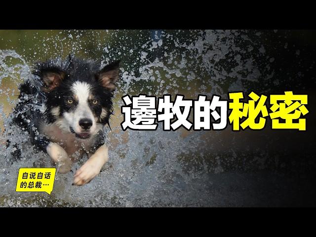 邊境牧羊犬：為什麼聰明到可怕？為什麼如此聰明卻當不了警犬？又為什麼有些邊牧看上去笨笨的？原來，這一切謎團，竟然與上帝有關……|自說自話的總裁