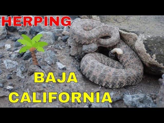 Herping Baja California -  island hopping 