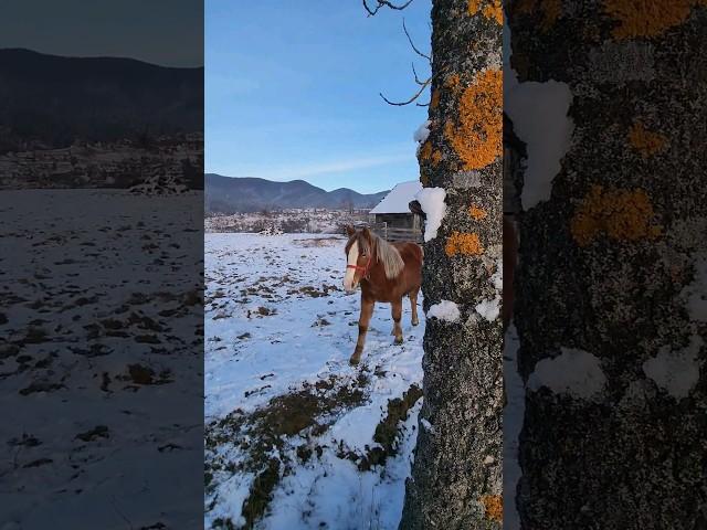 Запрошую в світ гір  Карпати