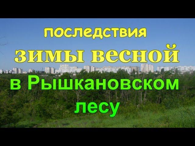 Последствия зимы весной в Рышкановском лесу . Молдавия .