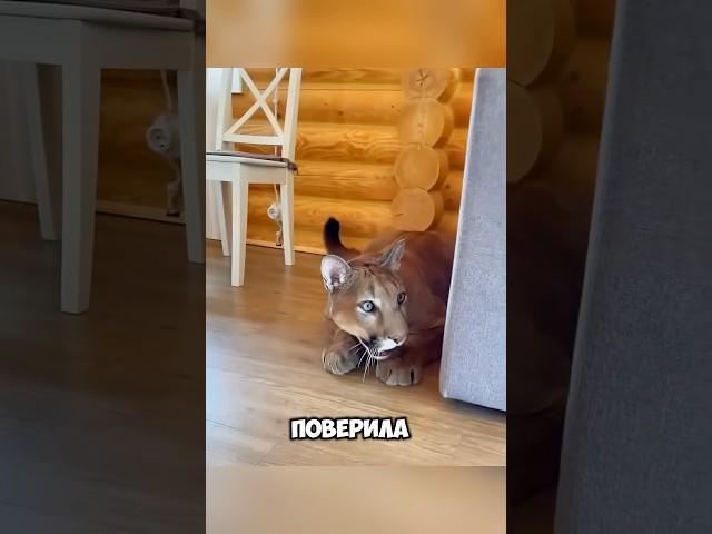 Пума боялась, что её бросил хозяин  #животные #милыеживотные