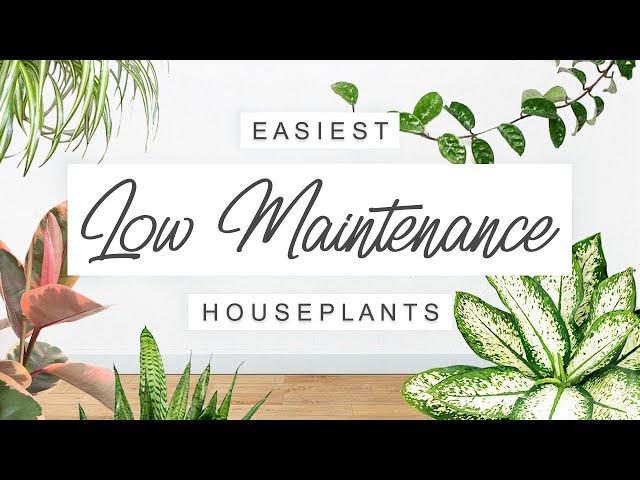 Easy Care, Low Maintenance Houseplants  EASIEST Unkillable Indoor Plants For Beginners! 