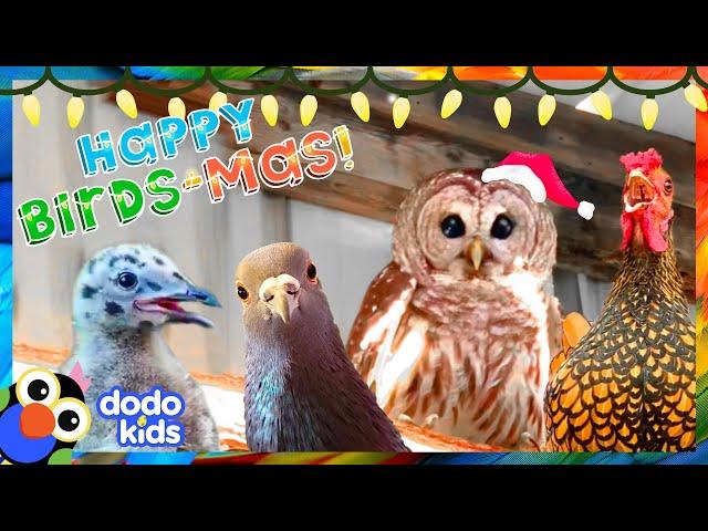 Meet the Happy Birds of Birdsmas | 40 Minutes of Animal Stories | Dodo Kids