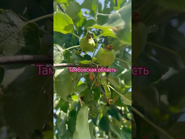 Малая родина. Тамбовская область. 02.06.2025 #малаяродина