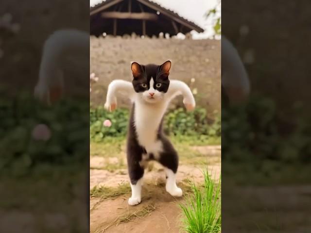 Cat dance #cet#cute