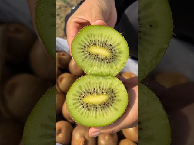 Kiwi fruit harvesting from farmers and cutting skills so fresh #2024 #fruit #harvest #kiwi
