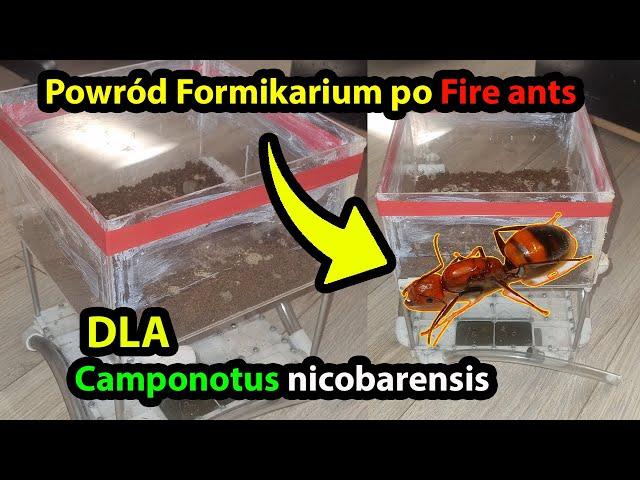 Powrót formikarium od Fire ants dla Camponotus nicobarensis#mrówki #ants #zwierzęta #owady #poland