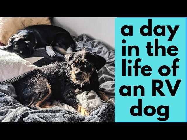 RV Life With Dogs | Full Time RVing | Traveling With Dogs