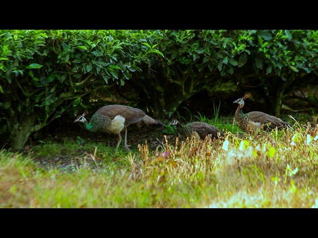 Peafowl with babies inside the tea garden | चाय बागान के अंदर बच्चों के साथ मोर