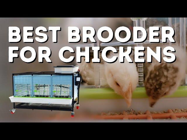 Best Chick Brooder For All Poultry! Hatching Time