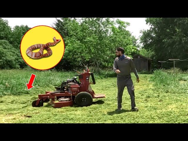 CLOSE CALL with a COPPERHEAD while mowing this OVERGROWN YARD for free!