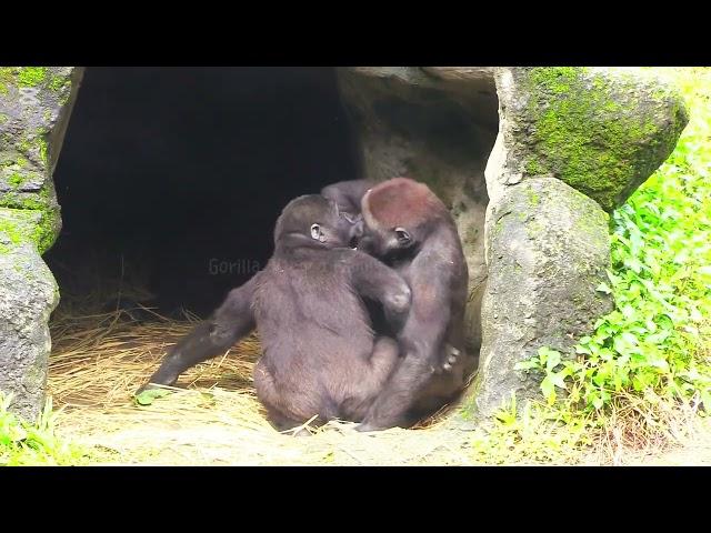 Are Jabali and Ringo Fighting with Their Mouths? 呷百二和林戈用嘴打架？